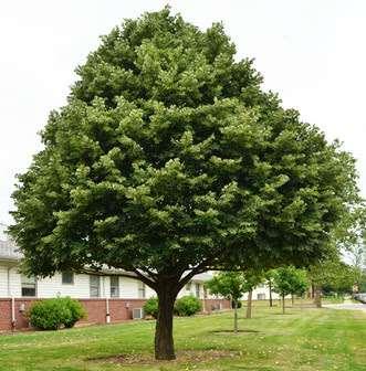 Tilia tomentosa- Gümişi ıhlamur Kışın yaprağını döken ağaçtır. Yaprakları kalıp şeklinde dişli ve koyu yeşildir ve altı parlaktır. Sonbaharda yaprakları sarıya döner.