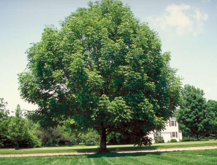 Fraxinus americana-amerikan dişbudağı Kışın yaprağını döker. 35 metreye kadar boy yapabilir.