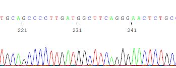 DNA dizi