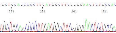 PCR Boyama