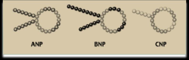 Atriyal Natriüretik peptid (ANP) B Tip Natriüretik peptid (BNP) C Tip natriüretik peptid Fizyoloji: Ventriküle Basınç ve / veya hacim yükü geldiğinde salgılanıyor Vazodilatasyon (hipotansiyon)
