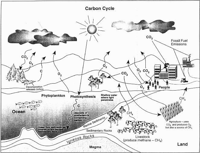 Dolomit, tebeşir, mermer, kireçtaşı ve ilgili tortullarda karbonat olarak saklı CO 2 miktarı, okyanus-atmosfer sisteminden yaklaşık 600 kat fazladır.