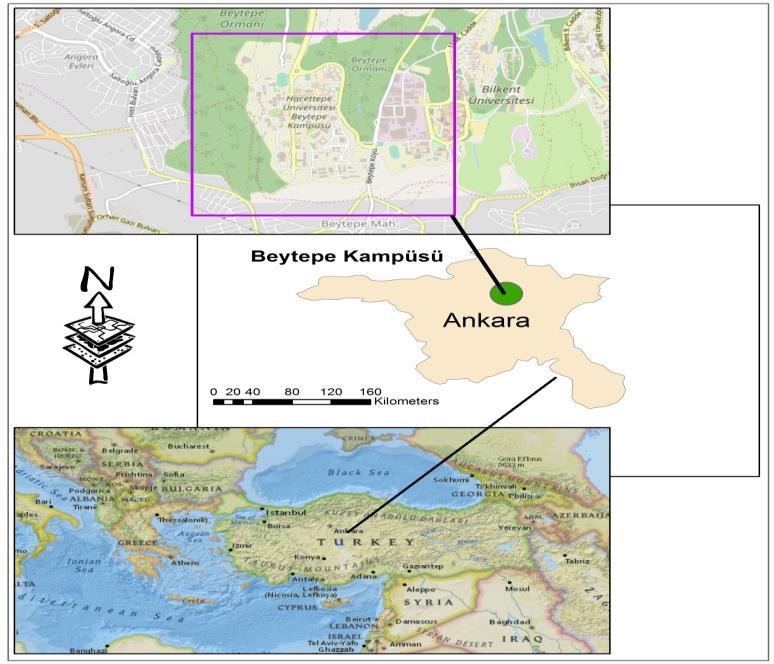 3.1. Çalışma Alanı 3. YÖNTEM Çalışma alanı Ankara da Hacettepe Üniversitesi nin Beytepe Yerleşkesi nde bulunmaktadır. Yerleşke, Ankara nın güney batısında Ankara-Eskişehir yolunun 20.