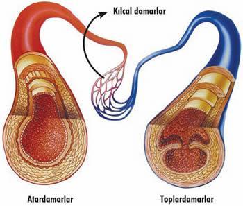 Otonom sinir sistemi tarafından uyarılan ve istem dışı kasılan