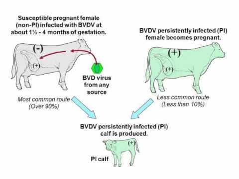 Enfeksiyona bağlı buzağı kayıpları Erken emriyonik ölüm, yavru atma ve kısırlık BVD, IBR Brucella, Leptospirozis Septisemi/ishal E. coli, Cl. enf.