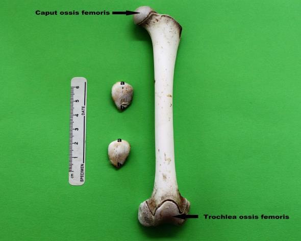 Femur: Femur, uzun ve ince bir kemikti. Oldukça uzun bir boyuna (collum ossis femoris) sahip olduğundan trochanter major dan daha yüksek bir seviyedeydi. Fovea capitis sığdı.