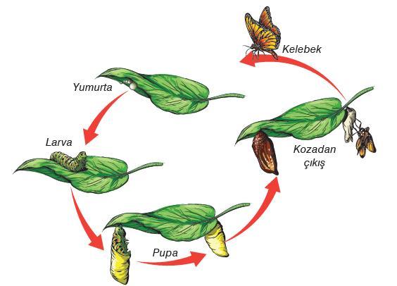 KELEBEĞİN YAŞAM EVRESİ Döllenmiş olan yumurtadan tırtıl adı verilen larva çıkar.