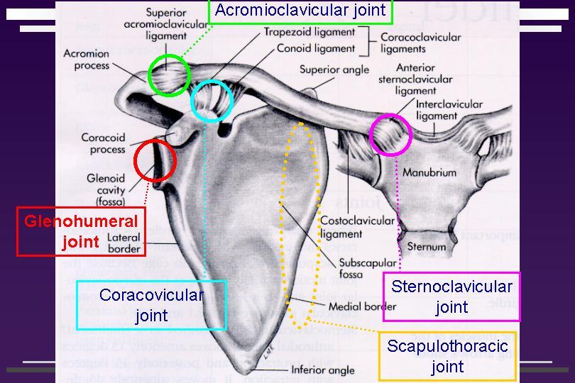 Glenohumeral Acromioklavikular