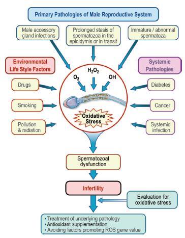 gerekli -Sperm membranında lipid peroksidasyonu -Sperm DNA hasarı Agarwal,