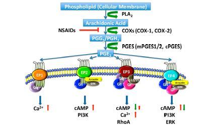 EP1 reseptörü Gq-proteini ile hareket Aktivasyonu, fosfolipaz C ve daha sonra protein kinaz C stimülasyonu Hücre içi Ca2 + 'yı Daha çok toplayıcı kanallarda EP2 reseptör G-uyarıcı (Gs) proteinlerine