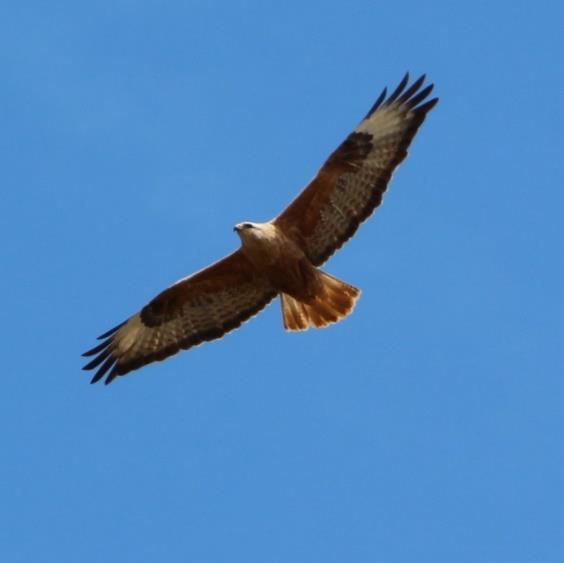 LC Y Emberiza melanocephala Karabaşlı çinte Ek II Liste Dışı LC YZ Emberiza citrinella Sarı çinte Ek II Liste Dışı LC YZ Emberiza