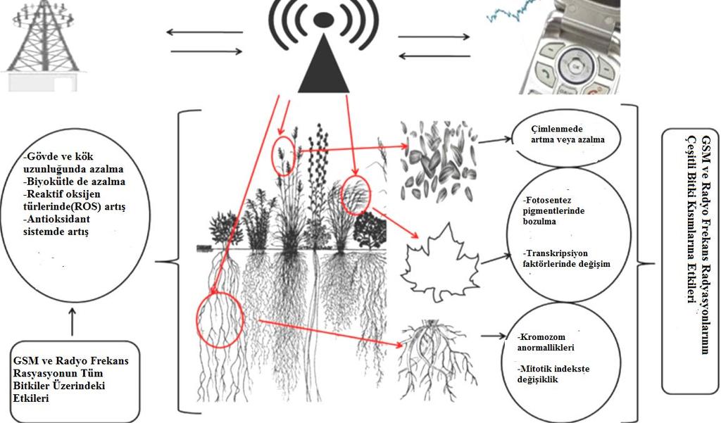 Doğu Fen Bilimleri Dergisi / Journal of Natural & Applied Sciences of East 1(2): 11-25 (2018) Şekil 2.