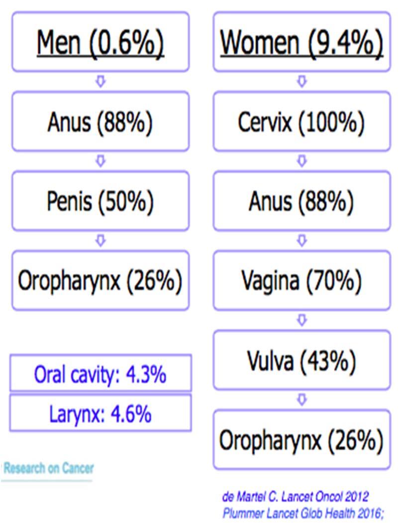 HPV YE BAĞLI KANSERLER Erkek (%6) Anüs (%85) Penis (%50) Kadın (%9,4) Serviks (%100) Anüs (%88) Serviks Orofarenks Anüs Oral kavite Vulva Penis %12 %90 %40 %40 %3 HPV Toplam Orofarenks (%26) Oral