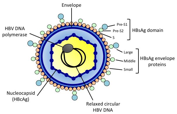 Hepatit B virüsü HBs HBc HBe