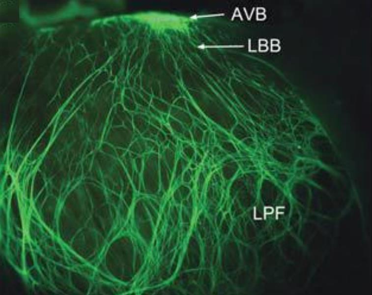 Kanolopatilerde Atrial Fibrilasyon Prof. Dr.