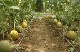 , 2005. Bazı Kavun (Cucumis melo L.) Çeşitlerinin Verim ve Kalite Özelliklerinin Belirlenmesi. Ege Üniv. Ziraat Fak. Derg., 42(1): 25-33. Günay, A., 1993. Özel Sebze Yetiştiriciliği Cilt V. A.Ü. Ziraat Fakültesi.