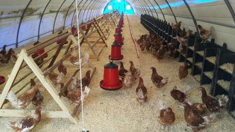 Tünek alanının belirlenmesinde metrekareye 18 tavuk hesaplanmalıdır.