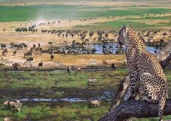 Yaklaşık 30 bin km² ye yayılmış toprakları ve yüksek aslan nüfusuyla da bilinen Serengeti Ulusal Parkı nda tam gün safarinin tadını çıkarabilirsiniz.