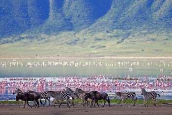 Serengeti Milli Parkı, 1981 yılında, UNESCO tarafından Dünya Kültür Mirası Listesi ne dahil edilerek koruma altına alınmıştır.