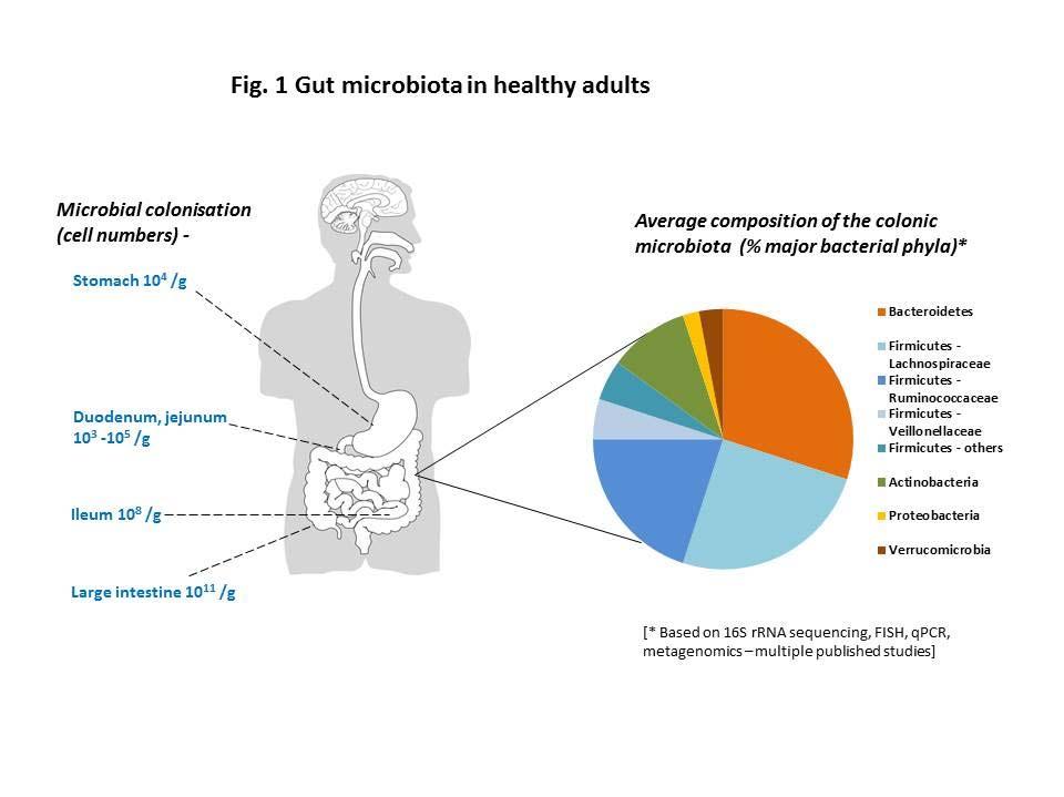 GASTROİNTESTİNAL MİKROBİYOTA Firmicutes