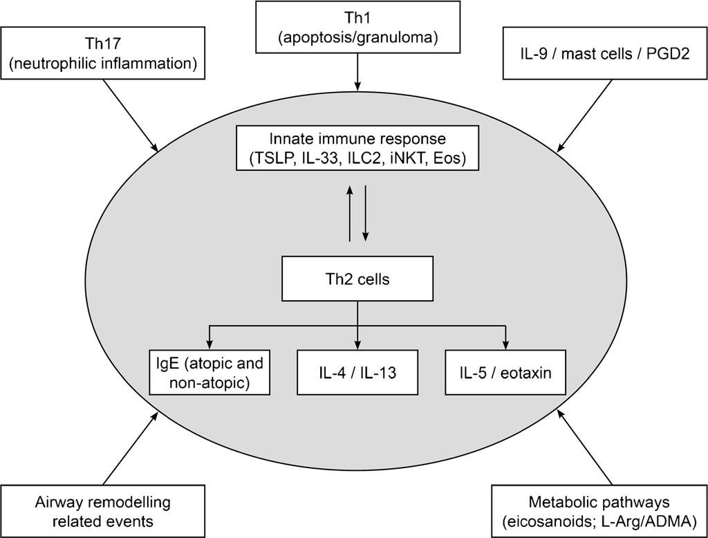T h 2 Astım Fenotipi Komplekstir Th2 IL2 NK Bazofil