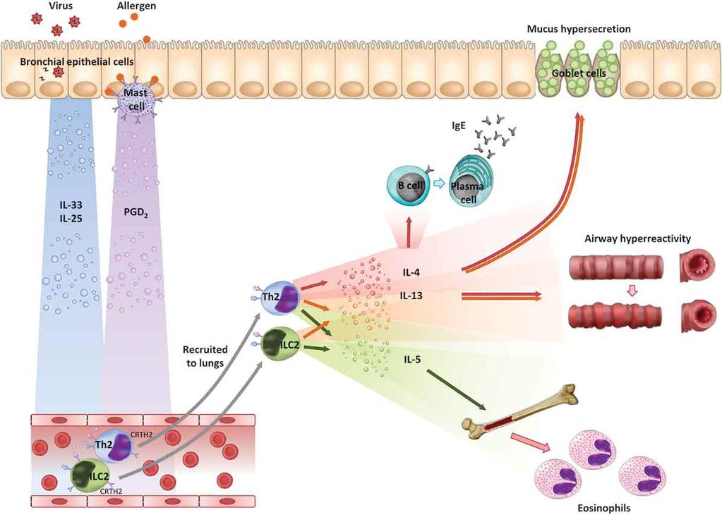 Astımda PGD2 lerin Rolü Farne H, et al.