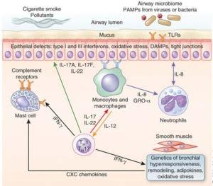 T1/T2 Mikst Inflamasyon Obezite/HDM miks lokalize inflamatuar cevapları başlatır (T1 ve T2) Diaz J.