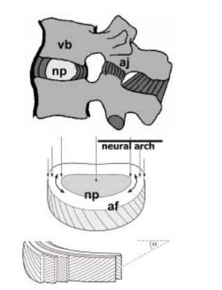 Nöral ark Şekil 2.2. Lumbal hareketlilik; iki vertebra ve araya giren disk ve ligamentlardan oluşan segment.