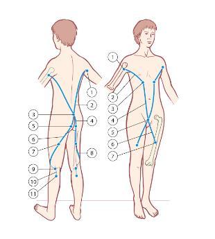 Şekil 2.7. Fonksiyonel çizgiler ve miyofasyal askılar Arka fonksiyonel çizgi 1. Humerus başı 2. Latissimus dorsi 3. Torakolumbal fasya 4. Sakral faysa 5. Sakrum 6. Gluteus maximus 7. Femur şaftı 8.