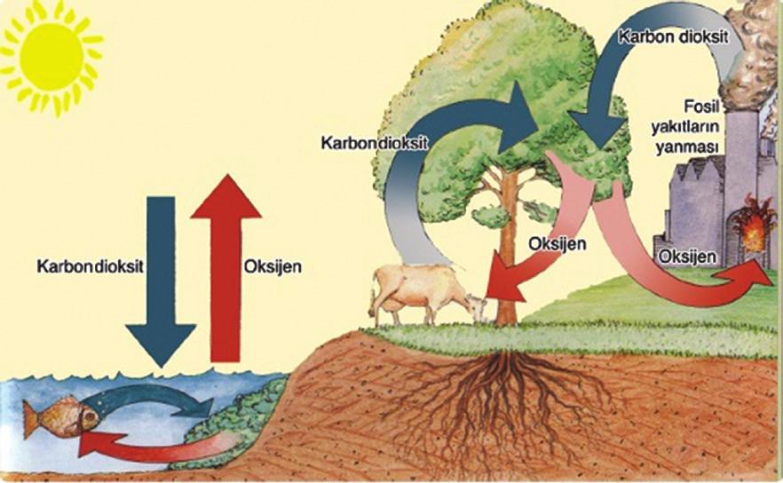 Atmoserdeki Oksijen Atomik Oksijen Moleküler Oksijen Ozon O O2 O3 Solunum için gereklidir. Ultraviyole ışınlarını önler. Oksijenin Açığa Çıktığı Yerler Oksijen döngüsü 1. Fotosentez 2.