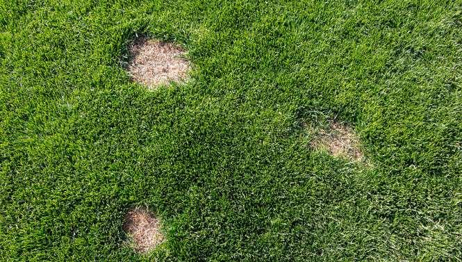 Hastalıkların yayılmasına neden olan faktörler; Çevre Sulama Biçim Birçok çim türünde hastalıklara karşı dayanıklı çeşitler