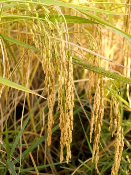 Buğdaygil çim bitkileri de optimum büyüme ve gelişme sıcaklığı istekleri yönünden iki ana gruba ayrılırlar. 1.