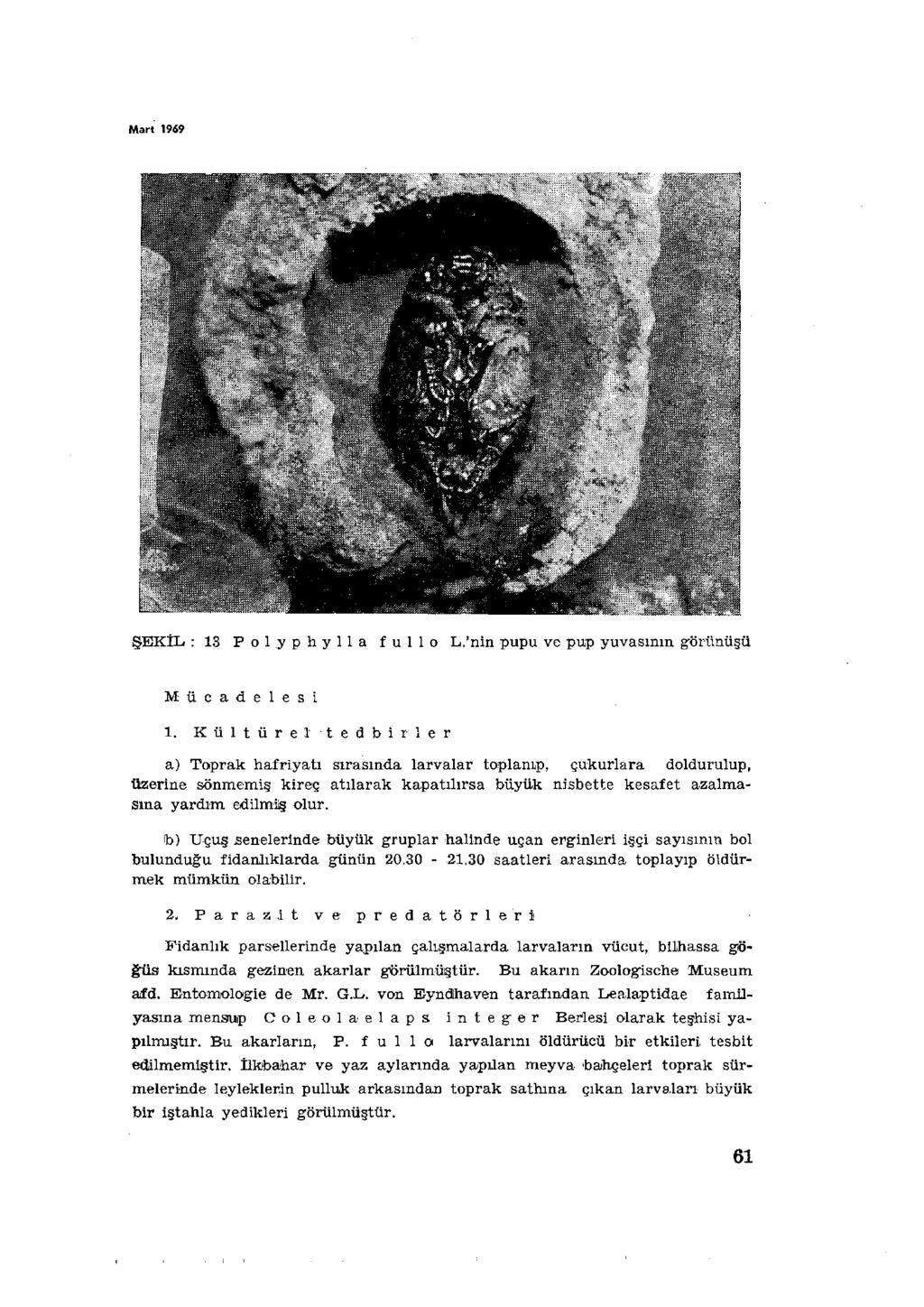 Mart 1969 ŞEKÎL : 13 Pol.yphylla fullo L.'nin pupu ve pup yuvasının görünüşü Mücadelesi 1.