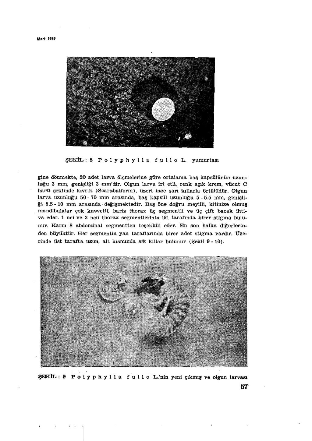 Mart 1969 ŞEKÎL : 8 Polyphy İla fullol. yumurtası gine dönmekte, 20 adet larva ölçmelerine göre ortalama baş kapsülünün uzunluğu 3 mm, [genişliği 3 mm'dir.