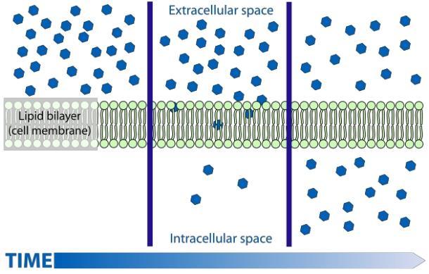 Diffüzyon konsantrasyondan konsantrasyona moleküllerin hareketi (gaz ve moleküller) Basit difüzyon: Moleküllerin hücre membranından kolayca hücre içine