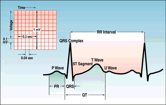 P dalgası: Sağ ve sol atrium depolarizasyonu QRS kompleksi: Sağ ve sol ventrikül depolarizasyonu ST-T dalgası: Ventriküler repolarizasyon U wave: neden geç depolarizasyon PR interval: atrial