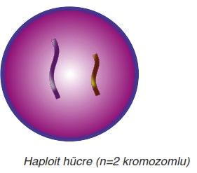 Homolog kromozomları çiftler hȃlinde taşır.bu hücreler diploit hücrelerdir. Diploit hücre 2n ile gösterilir. Haploit Hücre Nedir? 1. yarıya 2.