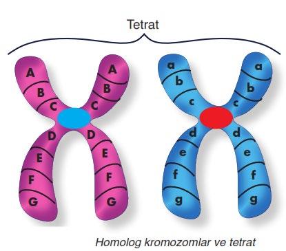 Sentrozomlar (2) iplikliklerini oluşturur ve hücrenin zıt kutuplarına doğru çekilir. Homolog kromozomlar, yan yana dizilir. Homolog kromozomların 4 kromotid şeklindeki görünüşüne, tetrat adı verilir.