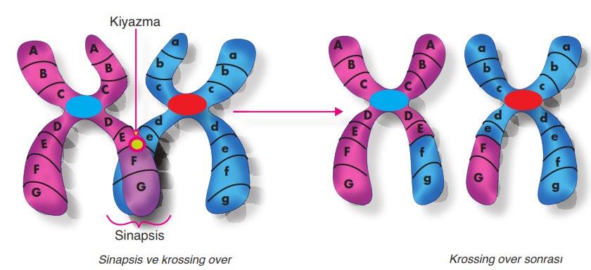 1. arttırır 2. homolog Krossing over, çeşitliliği (1).