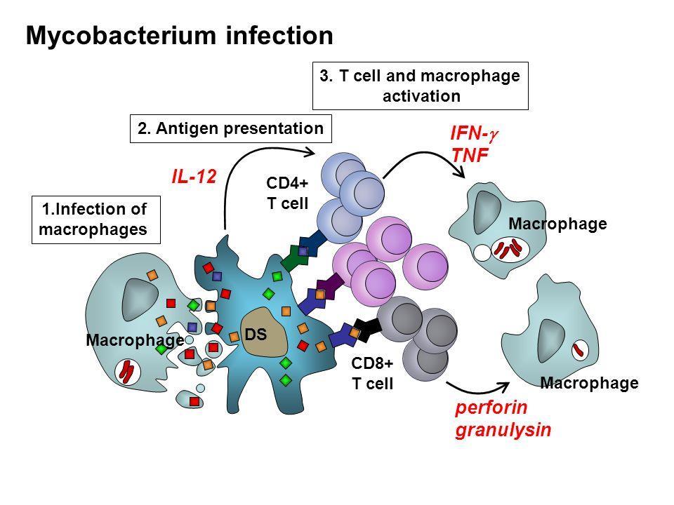 M. Tuberculosis