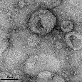 htm CRP Ligandlar C1q Apoptotik hücreler