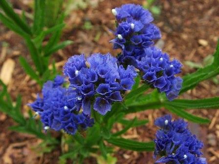 Latince adı Türkçe adı Familyası Anavatanı Limonium sinuatum Sahil karanfili