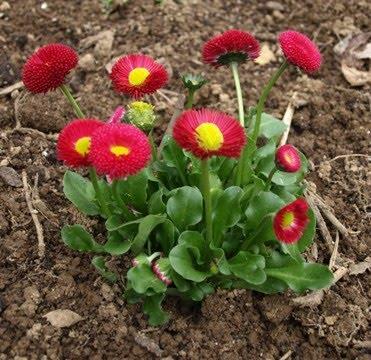 Latince adı Türkçe adı Familyası Anavatanı Bellis perennis Çayır güzeli, Koyun gözü Asteraceae Türkiye