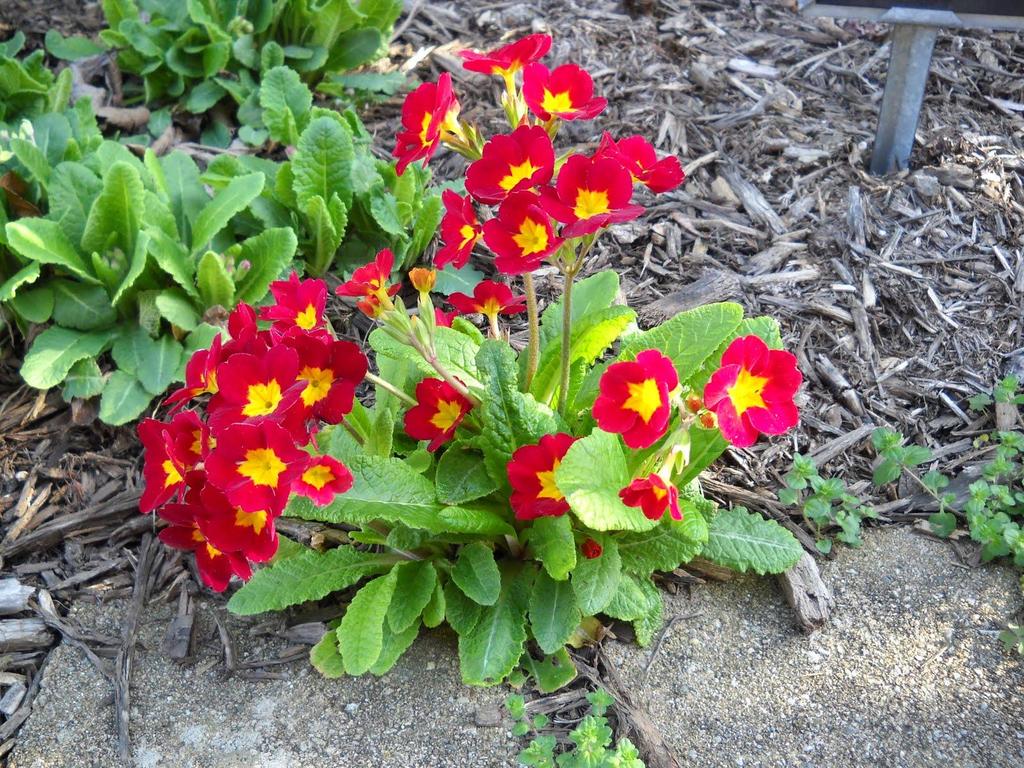 Latince adı Türkçe adı Familyası Anavatanı Primula x polyantha Çuha Primulaceae