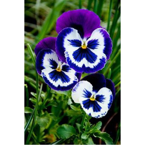 Latince adı Türkçe adı Familyası Anavatanı Viola x wittrockiana Hercai menekşe Violaceae Avrupa