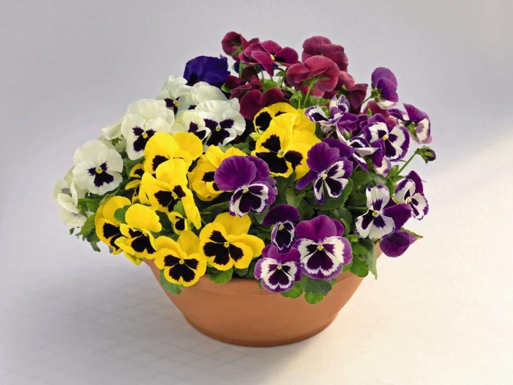 HABİTÜSÜ Viola tricolor türünün melezidir.