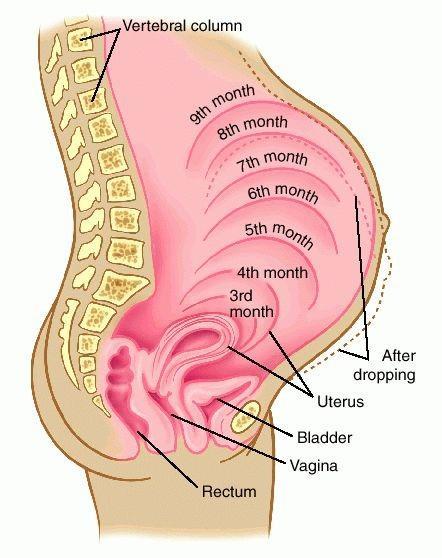 Gebelik Süresince Rahim Pozisyonlarındaki Değişiklikler Gebeliğin ilk vizitinde; ultrasonografi, kan grubu ve Rh saptanması, tam kan sayımı, rutin kan biyokimya testleri, TORCH (Toxoplazma,