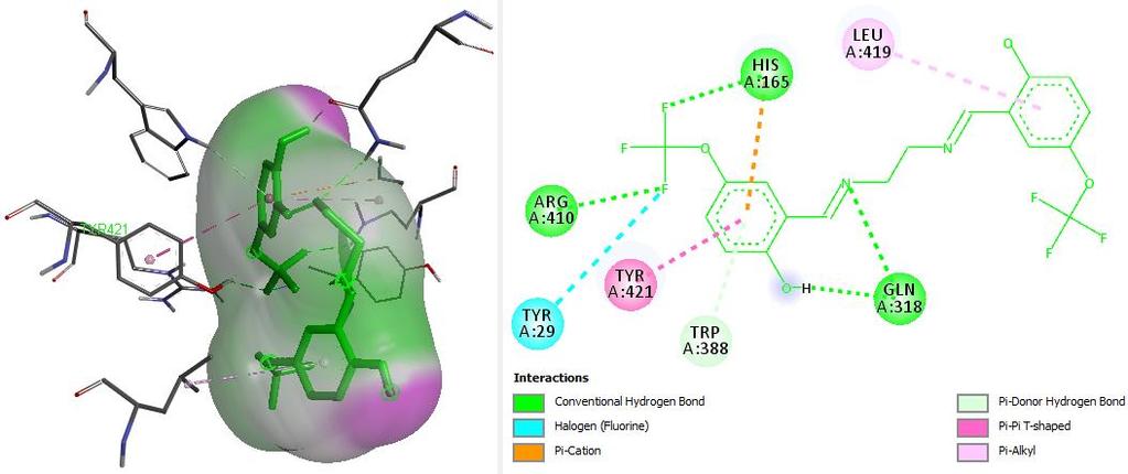 Şekil 11. Fenol-imin ligantının 2RKV proteinin aktif bölgesindeki doking sonuçlarının 3D ve 2D gösterimi. Şekil 12.