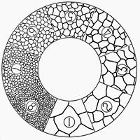 ASTM (American Society for Testing and Materials) tane boyut numarası N = 2 n 1 N = 100