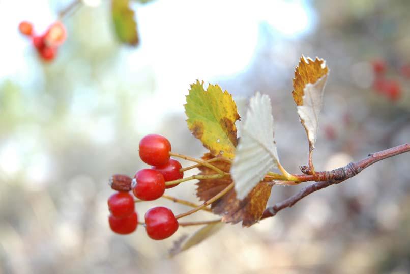 (Foto: S. ERBAŞ) Şekil 1.2.